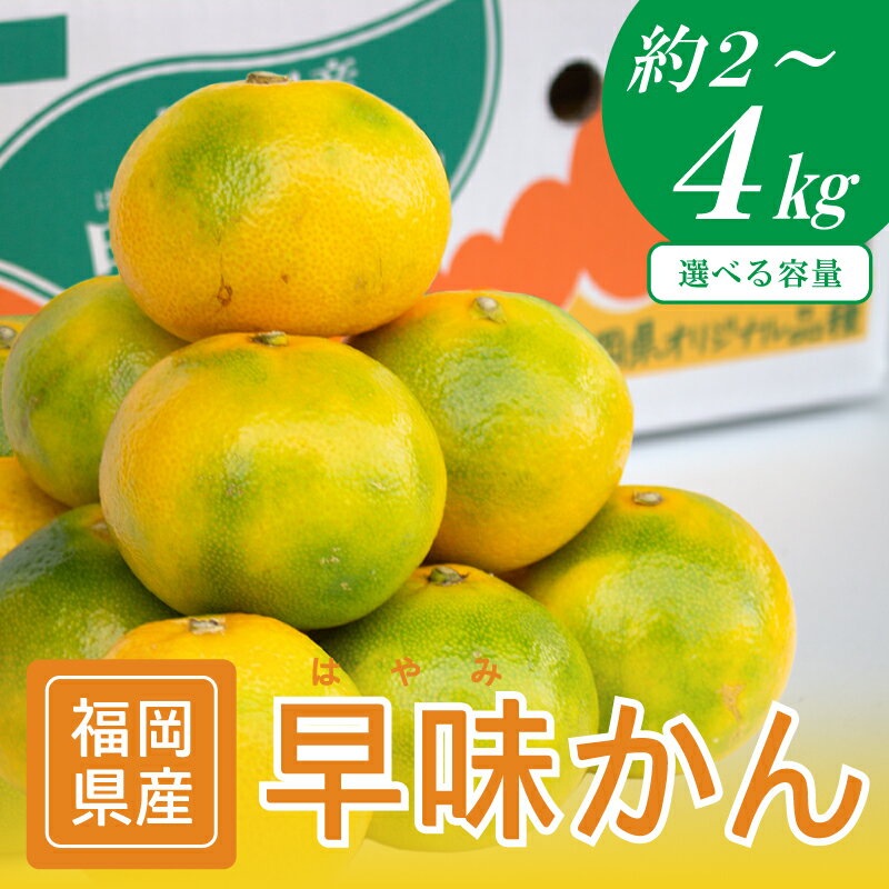 【ふるさと納税】【2026年9月中旬から順次発送】福岡ブランドみかん・早味かん約2~4kg 選べる種類 みかん 蜜柑 オレンジ フルーツ 果物