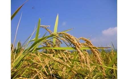 令和7年産 6回 定期便 四万十産 四万十米 コシヒカリ 10kg （5kg×2袋）×6回（計60kg）こしひかり 60kg 令和7年 2025年 精米 白米 米 おこめ こめ コメ ご飯 ごはん ふ