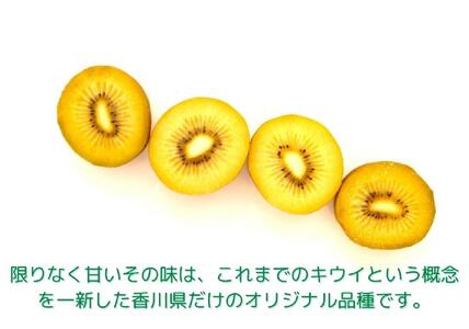 ＜先行受付　2025年発送＞さぬきゴールド　キウイフルーツ　約2.7kg