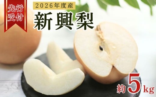 【先行予約】2026年度産 新興梨 約5kg（6玉～14玉入り） 京都府産 梨 和梨 なし ナシ フルーツ 旬の果物 くだもの 梨 秋 京都 京丹後産 直送 京都府 JA JA京都