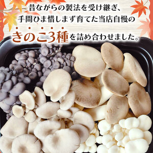 きのこ 詰め合わせ 3種 約1kg【ひらたけしめじ エリンギ ヒラタケ プルーロット】