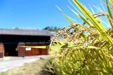 I-308 食べ比べ 40枚クッキー2種「古都華いちご＆グルテンフリーきな粉」計2袋 おおのファーム株式会社