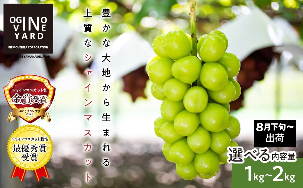 
                  ★テレビで紹介されました！★【2026年先行予約_8月下旬～発送】山梨県産シャインマスカット 1．０ｋｇ～２．０ｋｇ以上＜選べる内容量＞｜おすすめ 人気 山梨県 産地直送 フルーツ 果物 くだもの ブドウ ぶどう シャイン マスカット くだもの  国産 葡萄  新鮮　TV
                