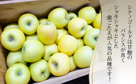 りんごシナノゴールド 訳あり家庭用 CA貯蔵青森県産りんご【約5kg】【クール便】
