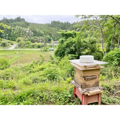 ふるさと納税 宮城県 南三陸の百花蜜　〜日本ミツバチ100%の希少なはちみつ〜 |  | 02