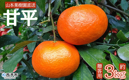＜甘平 約3kg 贈答用＞ 果物 オレンジ フルーツ かんぺい カンペイ 柑橘類 みかん ミカン 蜜柑 ポンカン 西之香 ギフト 贈り物 プレゼント 食べて応援 特産品 山本果樹園 西宇和 愛媛県 西予市 【常温】『2026年2月上旬～2月下旬迄に順次出荷予定』MYK0005