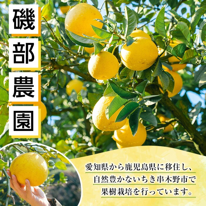 <先行予約受付中!>《期間・数量限定》サワーポメロ (約8kg・12~22玉) 国産 鹿児島県産 果物 柑橘 サワーポメロ 大橘 文旦 パール柑 土佐文旦 旬 フルーツ 果実 冬季 常温 箱 【磯部農