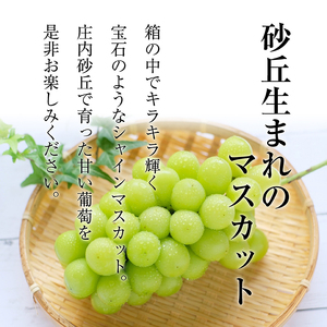 SB0761　農家直送　シャインマスカット　2kg以上(4～5房)