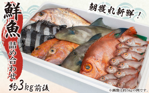鮮魚 ボックス 約 3kg 詰め合わせ 冷蔵 ( 魚 魚介 鯛 アジ サバ イワシ ノドグロ アンコウ 刺身 煮付け 焼き魚 朝獲れ 新鮮 天然 選べる 容量 おまかせ お楽しみ 旬 春 夏 秋 冬 歳暮 年末年始 ) 下関 山口