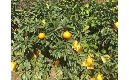 ＜訳あり＞愛果28号 約3kg | 愛媛県 松山市 みかん みかん みかん みかん 【KK0612】