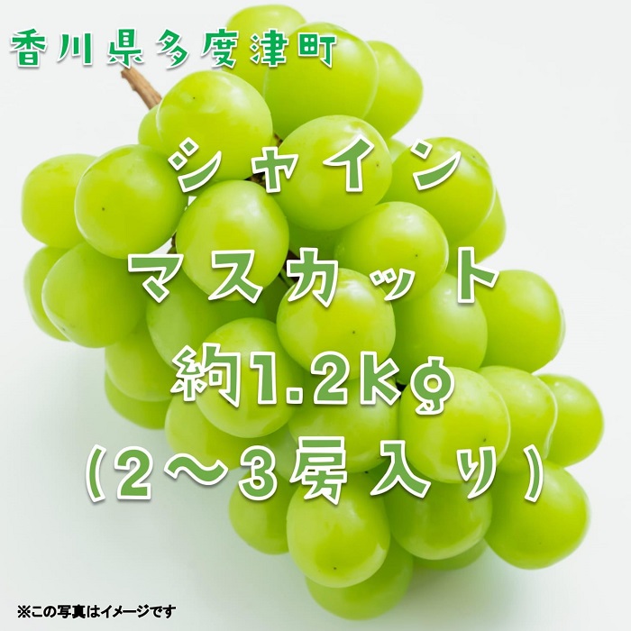 シャインマスカット約1.2kg（2～3房入り）【令和7年8月下旬発送！予約受付中】【B-13】