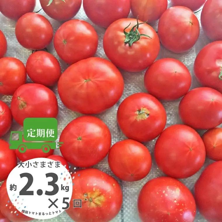 ≪2027年1月頃～発送≫【5回定期便】【訳あり】高知県佐川町産 トマト 約2.3kg ×5ヶ月 計11.5kg 定期便織田トマト 高知 サイズ 違い 混合 キズあり 大小 まるっとトマト