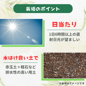 ローズマリー　ブルーボーイ ／ ローズマリー ブルーボーイ 植物 観葉植物 ハーブ 鉢植え