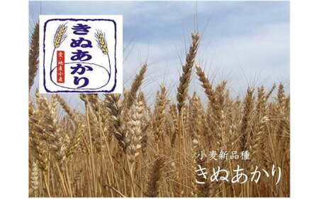 かっぱ麺　うどん　1箱14袋入り ≪ウドン 饂飩 美浜の塩 愛知県 特産品≫◆