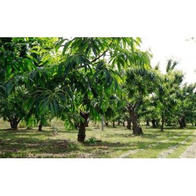 ふるさと納税 小布施町 小布施栗(無燻蒸生栗) 約2kg |  | 03