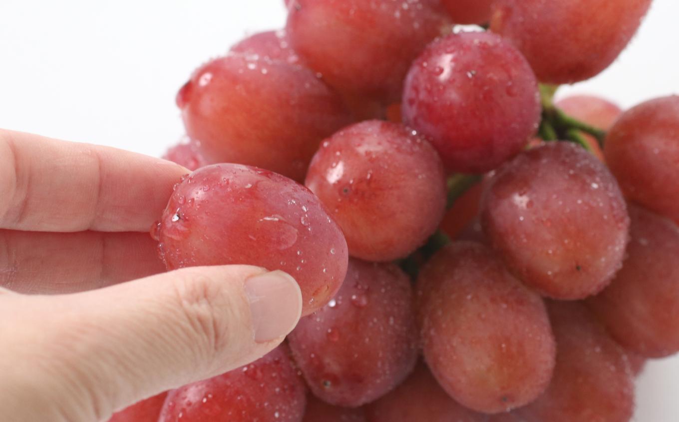産地厳選! 長野県産 クイーンルージュ® 約1kg 秀品 〈2025年10月中旬~11月中旬発送〉 | 果物 くだもの フルーツ ぶどう ブドウ 葡萄 クイーンルージュ® 種なし 長野県 信州 南信州