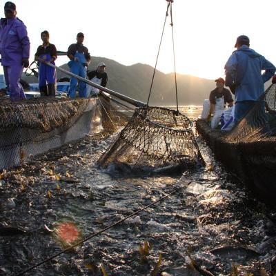 ふるさと納税 若狭町 若狭湾産 秋が旬の朝獲れアオリイカ3〜8杯(下処理なし) |  | 01
