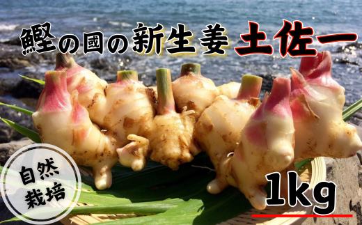 鰹乃國の新生姜 ( 土佐一 ) 1kg 高知県産