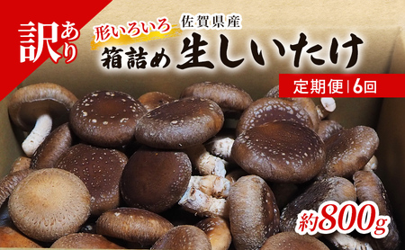 しいたけ 佐賀県産 箱生しいたけ 椎茸 しいたけ【約800g】【定期便 6回 訳あり】