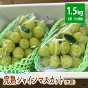 【ふるさと納税】【大房】完熟シャインマスカット 2房 合計1.5kg 化粧箱 ぶどう フルーツ 山形県 上山市 0049-2404