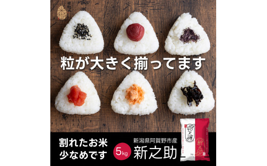 【令和7年産】新潟県 阿賀野市産 新之助 5kg 米杜氏 壱成 白米 精米 大粒 つや 光沢 弾力 芳醇 米 こめ コメ 1H51017