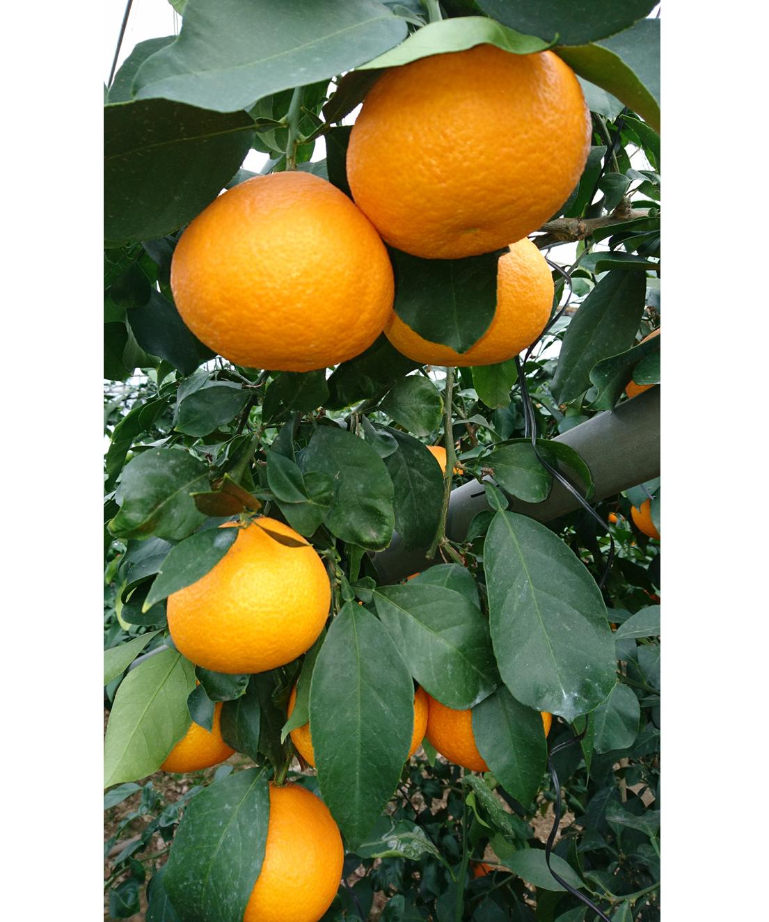 愛果28号 約3.3kg×3箱 ご家庭用 みかん 紅まどんなと同品種 柑橘 愛媛 【2026年11月下旬から順次発送予定】 先行予約 数量限定 人気 伊予市｜D61