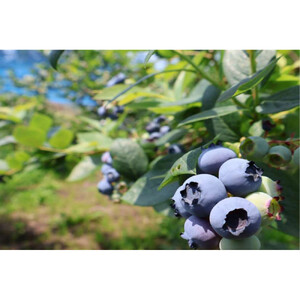 【復興支援】奥能登産「能登ひかり」米糀あまざけ500ml×3本(ブルーベリー1本、プレーン2本)