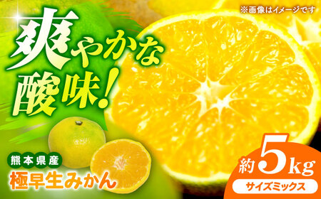 【先行予約】 極早生みかん 2S-2L 約5kg みかん 蜜柑 柑橘 フルーツ 果物 【日本フルーツ株式会社】[ZFJ054]