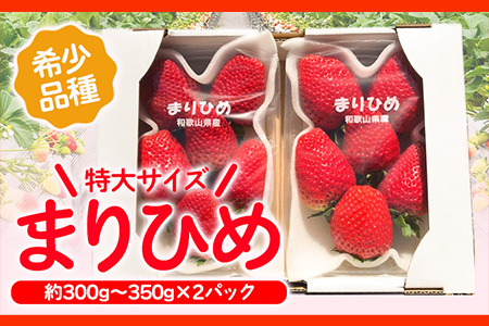 ＜先行予約＞希少！まりひめ　特大サイズ　約300g～350g×2パック きよ農園《2025年2月上旬-3月下頃出荷》 いちご 苺 まりひめ フルーツ 果物 スイーツ 送料無料