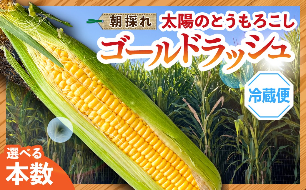 
                  太陽のとうもろこし 【ゴールドラッシュ】 選べる本数 6本 10本 | とうもろこし トウモロコシ 朝採れ 野菜 旬野菜 甘い 高糖度 群馬県産 産地直送 ギフト 新鮮コーン フルーツ 美味しい サラダ スープ 子ども こども 道の駅 まえばし赤城 群馬県 前橋市
                