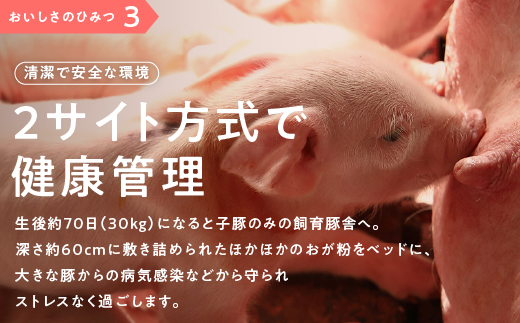 まる姫ポーク　無添加　生ソーセージセット(無添加生ソーセージ・季節のサンピコ野菜・ごぼう、白ねぎ、キャベツ、ほうれん草の中から3種)