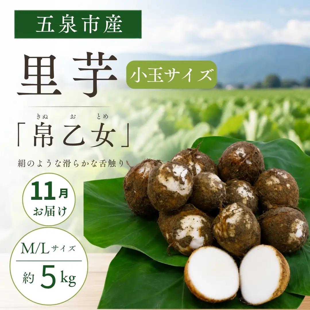 【11月中にお届け】さといも（帛乙女）小玉サイズ・5kg 五泉園芸組織連絡協議会 | 新潟県 五泉市 さといも サトイモ 野菜 帛乙女