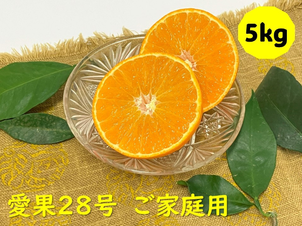 愛果28号 5kg バラ詰め ご家庭用 農園直送 先行予約 12月発送 愛媛 数量限定 愛媛県産 人気 柑橘 伊予市｜B274