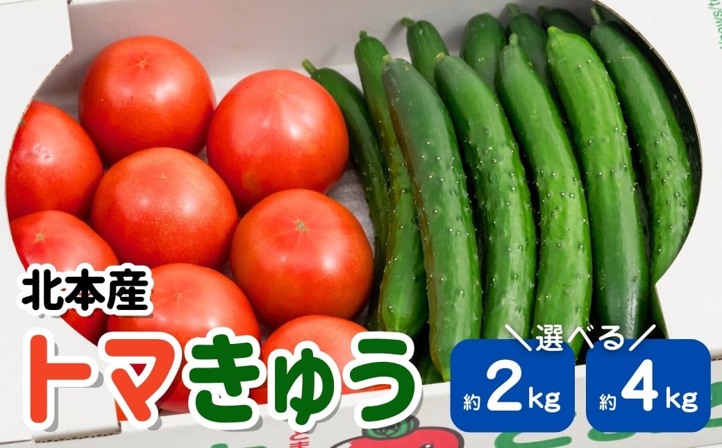 
            トマト きゅうりセット 選べる計約2kg または 約4kg | とまと キュウリ tomato 胡瓜 国産 野菜 野菜セット 旬の野菜 野菜詰め合わせ 詰め合わせ つめあわせ 旬 季節限定 産直 産地直送 新鮮 採れたて 獲れたて 産地直送 ベジタブル ヘルシー 健康 北本産 JA 地場物産館 桜国屋 埼玉県 北本市
          