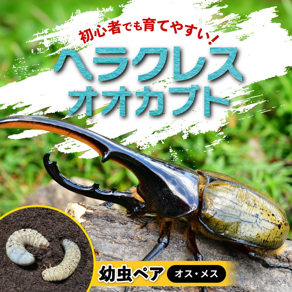 【ふるさと納税】【先行予約】ヘラクレスオオカブト幼虫ペア ※育て方の説明書付き※配送不可地域あり【2026年6月から順次発送】 | 白浜町 昆虫飼育 ヘラクレスオオカブト 幼虫ペア 育成セット 人気 おすすめ 自由研究 ペット 生き物観察 飼育キット 夏休み教材 ふるさと納税