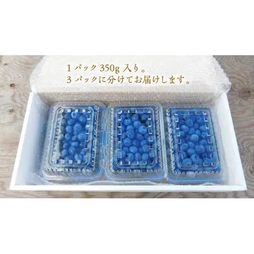 ≪先行予約≫【 訳あり 】 朝採れ 完熟 ブルーベリー 1050g ( 350g × 3パック ) 【 2026年 7月中旬頃より発送開始 】