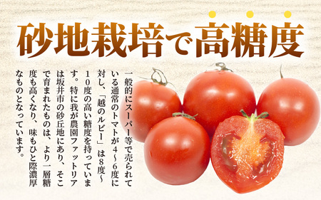 【先行予約】坂井市砂丘地のとっても甘い フルーツトマト 越のルビー 1kg 化粧箱入り 【2025年10月上旬以降順次発送】【とまと トマト フルーツトマト ミディトマト ミニトマト トマトジュース 