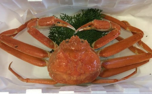 訳ありボイル松葉ガニ２枚セット（１枚７００ｇ以上）【魚倉】