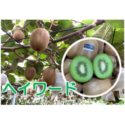 ふるさと納税 春日部市 【ヘイワード 約3.6kg】贈答用大箱　大晴農園のキウイフルーツ |  | 02