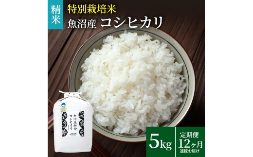 
                  [№5762-0542]米農家自慢の 特別栽培米 魚沼産 コシヒカリ（精米）5kg×1袋 12ヶ月連続お届け お米 
                