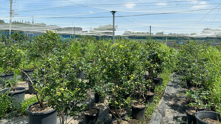 ≪先行予約≫ 朝採れ 完熟 ブルーベリー 700g と ピンクレモネード 350g の 詰合せ セット 食べ比べ (1パックあたり 350g )  【 2025年 6月上旬頃より発送開始 】  数量限