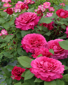 【2026年2月以降発送】バラ苗鉢植え「レディソウル」 バラ 苗 1鉢 四季咲き 鉢植え 花 レディソウル 6寸鉢 2年生苗 ガーデニング 初心者 母の日 父の日