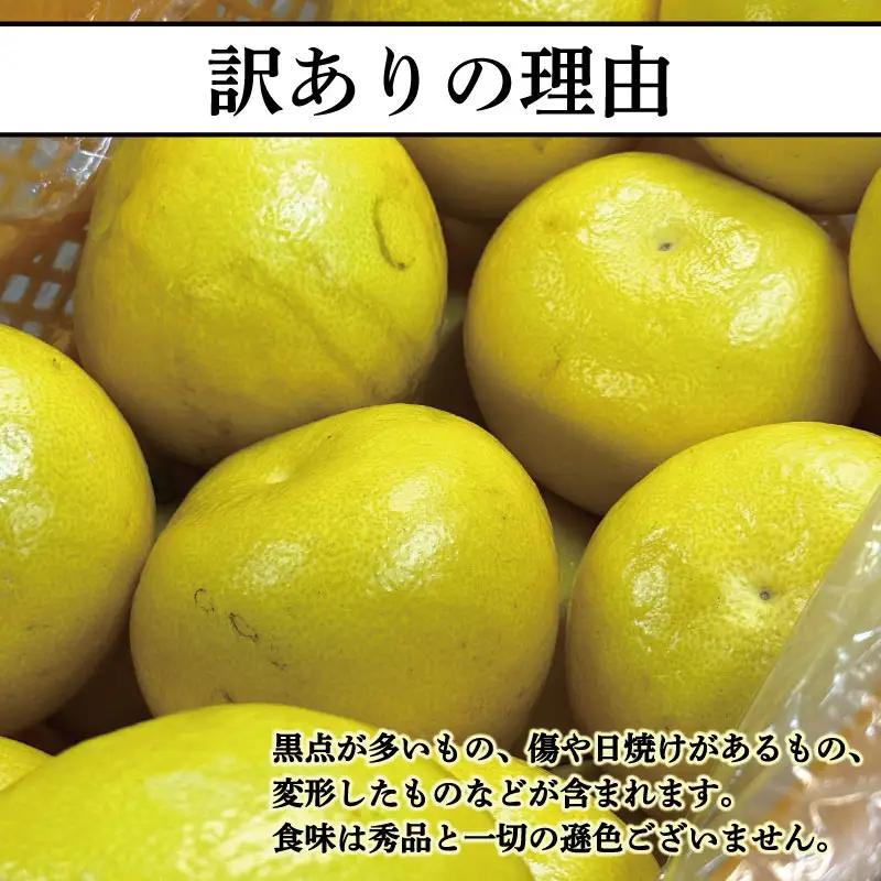 【訳あり】文旦 5kg L～4L 土佐文旦 大北果樹園