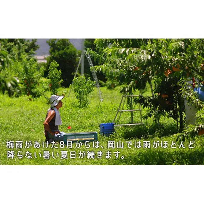 桃 2026年 先行予約 白桃 晩生種 大玉 約2.2kg 6～7玉  岡山県産 桃