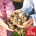 【ふるさと納税】【先行予約】 糸島産 菊芋 10kg 自然栽培 【2024年11月以降順次発送】 糸島市 / 大石ファーム [ATE009] 30000円 3万円 常温