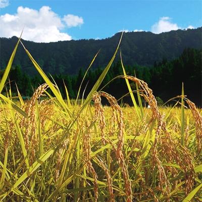 ふるさと納税 南魚沼市 特別栽培米　南魚沼産コシヒカリ 富三郎 無洗米 5kg |  | 02