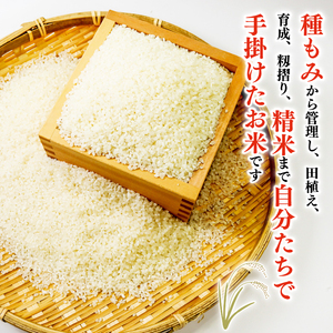 令和7年 新米 米 はるみ 5kg こめ 甘い ツヤ キヌヒカリ コシヒカリ kome  お米 白米 ご飯 ごはん 弁当 お弁当 おにぎり はくまい 美味い   精米 ブランド米 湘南生まれ 藤沢産 