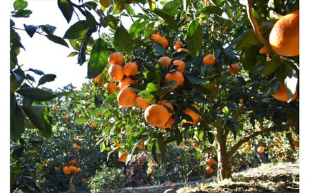 定期便（2カ月ごと全６回） 小田原産江之浦みかんジュース３種のみくらべ３０本セット うんしゅう・なつみ・バレンシアオレンジ１００％ストレートジュース１８０ml各１０本合計３０本【 神奈川県 小田原市 