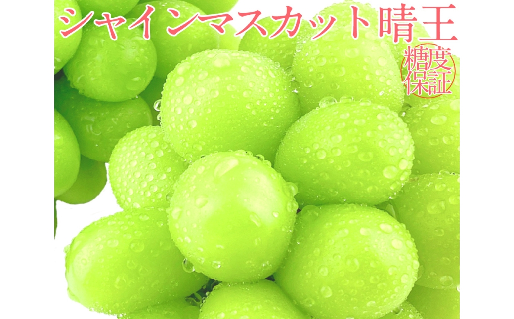 
            シャインマスカット 晴王 2房 約1.2kg 2回 定期便 7月・8月に1回ずつお届け【2026年7月下旬発送開始】【シャインマスカット マスカット ぶどう 葡萄 岡山県産   種無し 皮ごと食べる みずみずしい7月～8月にお届け フレッシュ 温室栽培 晴れの国おかやま 果物大国 彩美菜果 岡山県 倉敷市 おすすめ 人気 】
          