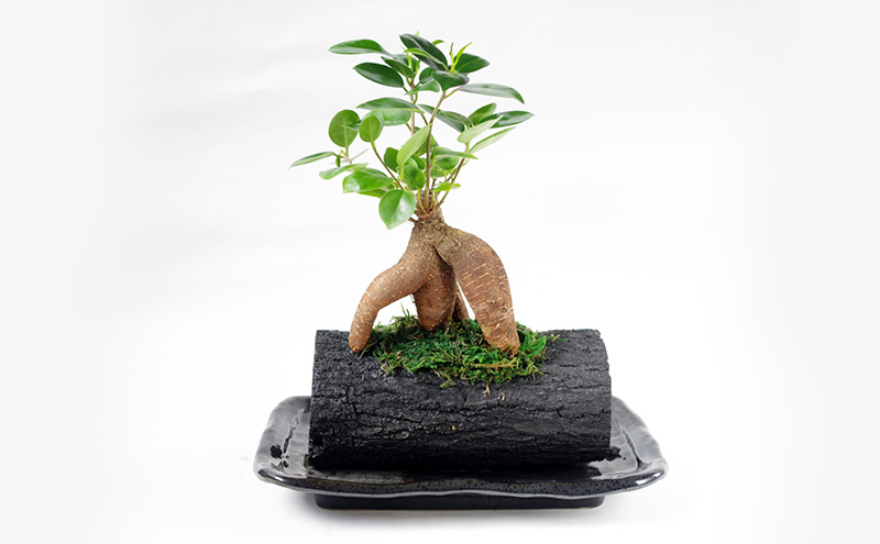 炭花壇 観葉植物（ガジュマル）観葉植物 インテリア おしゃれ プレゼントギフト 贈り物大田区 東京都